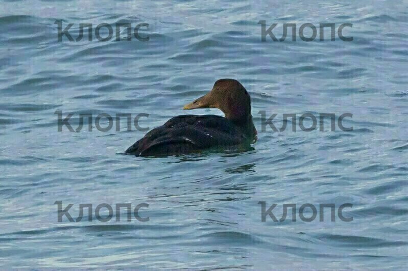 Гага плавает в море на территории Заостровья  | Фото предоставила Татьяна Виноградова