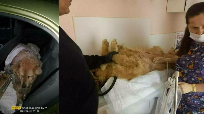 Депортация в Калининград российского военного пенсионера, пожар на складе Wildberries и болезнь «X»: 8 событий, которые обсуждали в выходные - Новости Калининграда | Фото: Зоя Шумилова