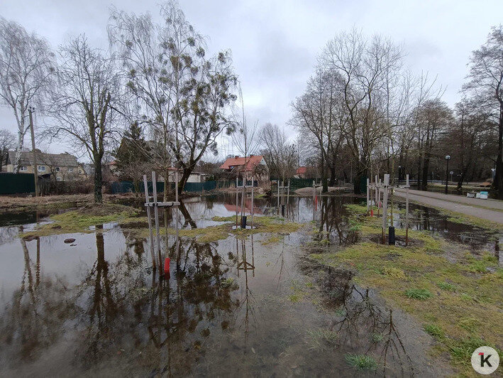 Вода в подвалах, на участках и новом сквере: жители Космодемьянского жалуются на подтопления - Новости Калининграда | Фото предоставлено читателем издания