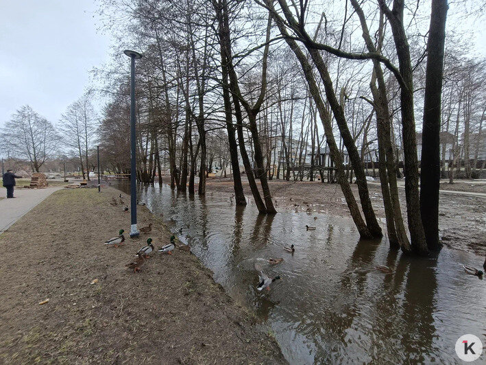 Вода в подвалах, на участках и новом сквере: жители Космодемьянского жалуются на подтопления - Новости Калининграда | Фото предоставлено читателем издания