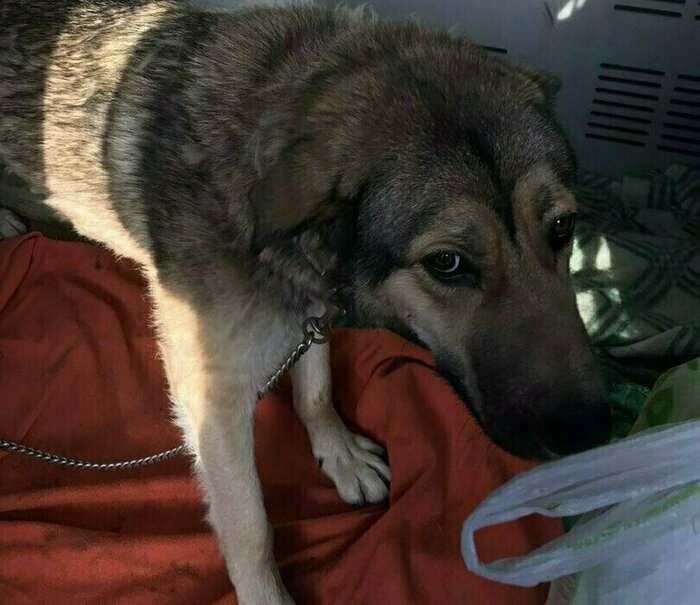 Обстрел Лисичанска, потоп в Калининграде и ДТП с пострадавшей: 10 важных событий выходных - Новости Калининграда | Фото: волонтёр