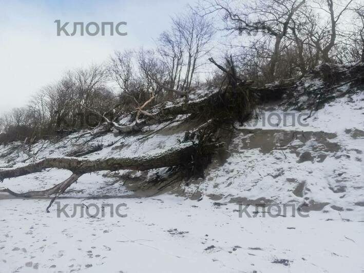 Берег в районе зеленоградского городского кладбища  | Фото: очевидец 