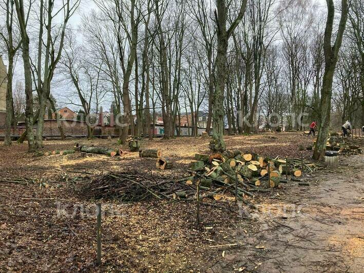 В Центральном парке вырубают деревья (фото)   - Новости Калининграда | Фото: очевидец