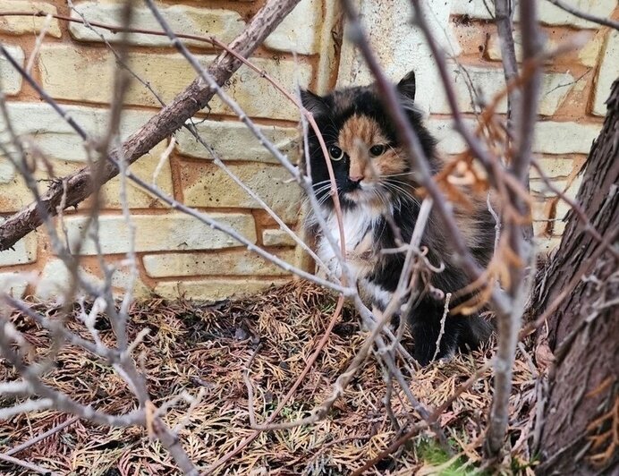 Кошка с пулей в позвоночнике, которую Павел нашёл на своём участке | Фото прислал Павел