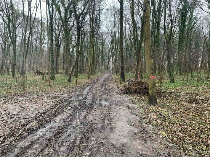 В 6 парках Калининграда появились яркие метки на деревьях: что это значит (фото) - Новости Калининграда | Фото: телеграм-канал «Парки Калининграда»