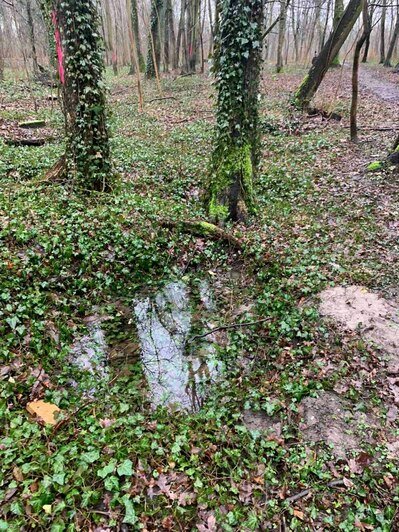 В 6 парках Калининграда появились яркие метки на деревьях: что это значит (фото) - Новости Калининграда | Фото: телеграм-канал «Парки Калининграда»