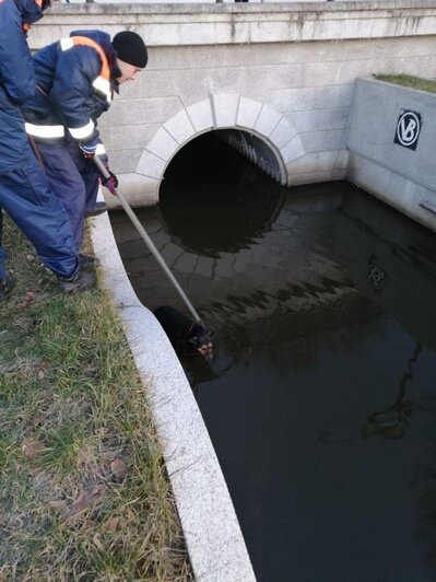 На Верхнем озере спасатели достали из фонтана свалившуюся в воду собаку (фото) - Новости Калининграда | Фото: пресс-служба администрации Калининграда