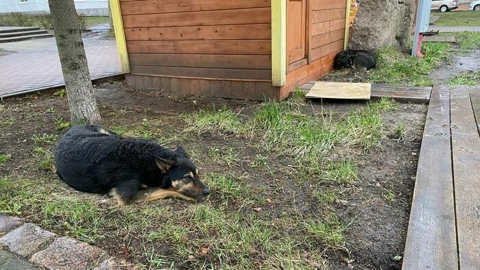 Собаки спят около ларьков на площади Победы  | Фото: «Клопс»