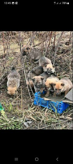 «Они там погибнут от холода»: в посёлке Ново-Дорожном на трассу выкинули 7 щенят (фото)    - Новости Калининграда | Фото: Оксана Грачёва