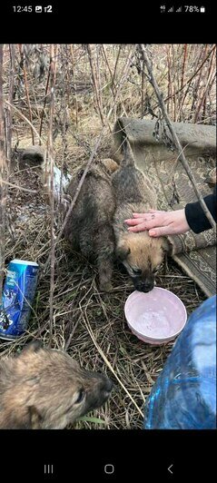 «Они там погибнут от холода»: в посёлке Ново-Дорожном на трассу выкинули 7 щенят (фото)    - Новости Калининграда | Фото: Оксана Грачёва