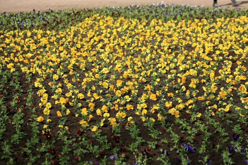 Администрация Калининграда приступила к высадке цветов на клумбах (фото)   - Новости Калининграда | Фото: пресс-служба администрации Калининграда