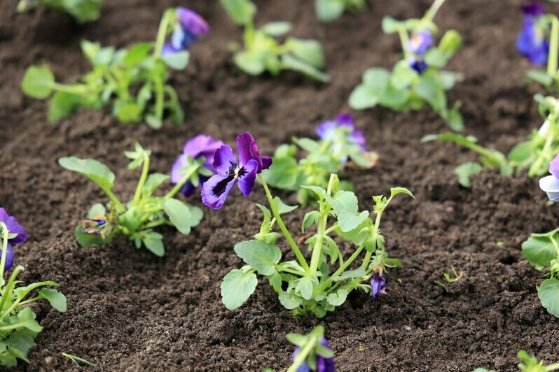 Администрация Калининграда приступила к высадке цветов на клумбах (фото)   - Новости Калининграда | Фото: пресс-служба администрации Калининграда