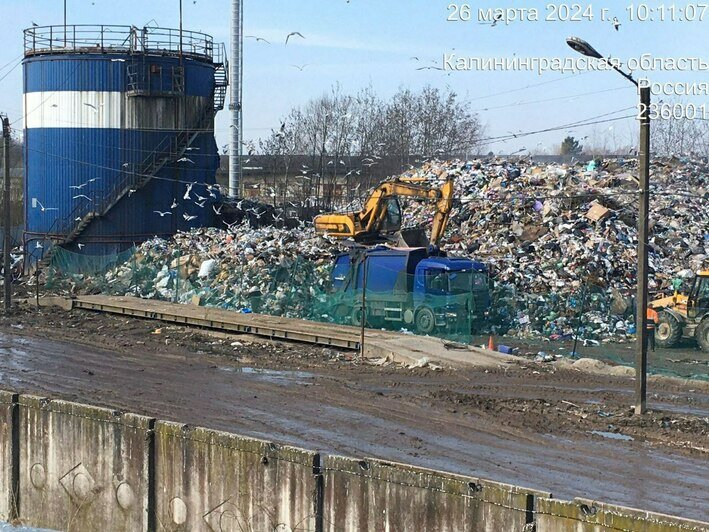 Бегают крысы, а мусор разносят чайки: свалка на Туруханской окончательно допекла калининградцев (фото) - Новости Калининграда | Фото: очевидец