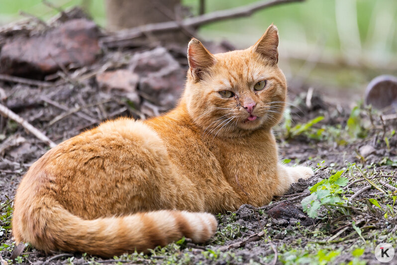 Счастливые и довольные: калининградские коты греются на солнце (фоторепортаж)    - Новости Калининграда | Фото: Александр Подгорчук / «Клопс»