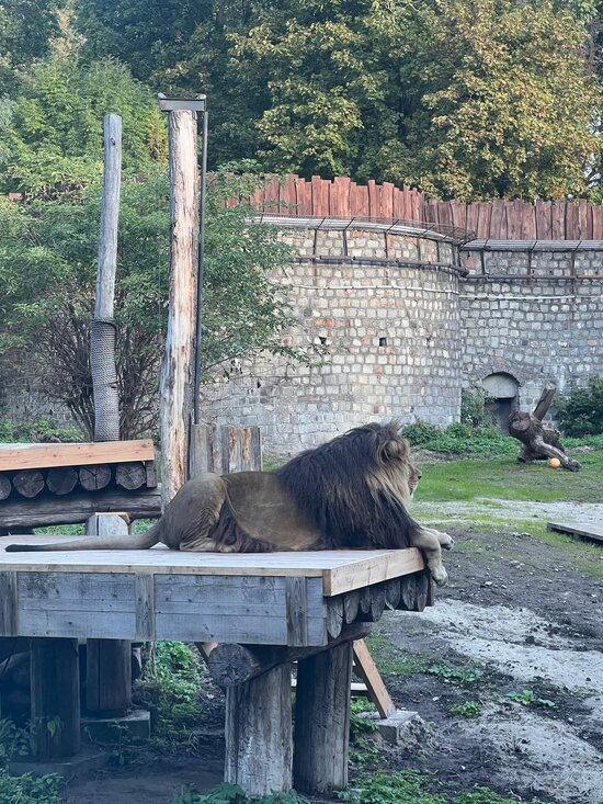 Обжился и царствует: в Калининградском зоопарке показали новоприбывшего льва Тиграна (фото) - Новости Калининграда | Фото: Калининградский зоопарк