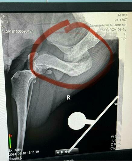 «Кость срослась в круг»: калининградка спасает бездомную собаку, у которой неправильно зажил перелом (фото, видео) - Новости Калининграда | Фото: личный архив Владлены Филипской