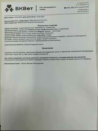 «Кость срослась в круг»: калининградка спасает бездомную собаку, у которой неправильно зажил перелом (фото, видео) - Новости Калининграда | Фото: личный архив Владлены Филипской