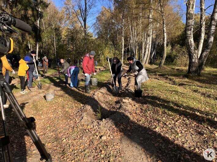 Все в одну грядку: в Чкаловске высадили 300 елей (фоторепортаж) - Новости Калининграда | Фото: «Клопс»