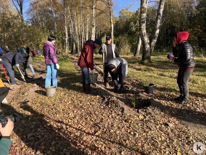 Все в одну грядку: в Чкаловске высадили 300 елей (фоторепортаж) - Новости Калининграда | Фото: «Клопс»