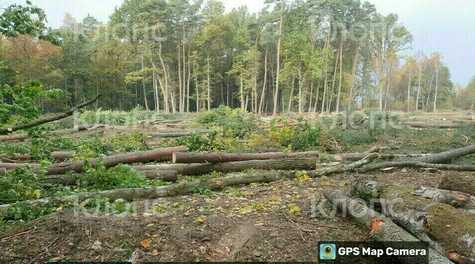 «Под карьер»: жители Светлого жалуются на вырубку красивого многолетнего леса, но власти ответили, что «всё по закону» - Новости Калининграда | Фото: Влад Калашников