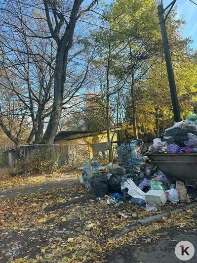 В мусоре ковыряются не только крысы, но и дети: калининградцы вновь недовольны, что контейнеры в их дворах переполнены (фото)   - Новости Калининграда | Фото: Антон В мусоре ковыряются не только крысы, но и дети: калининградцы вновь недовольны, что контейнеры в их дворах переполнены (фото)   - Новости Калининграда | Фото: Антон