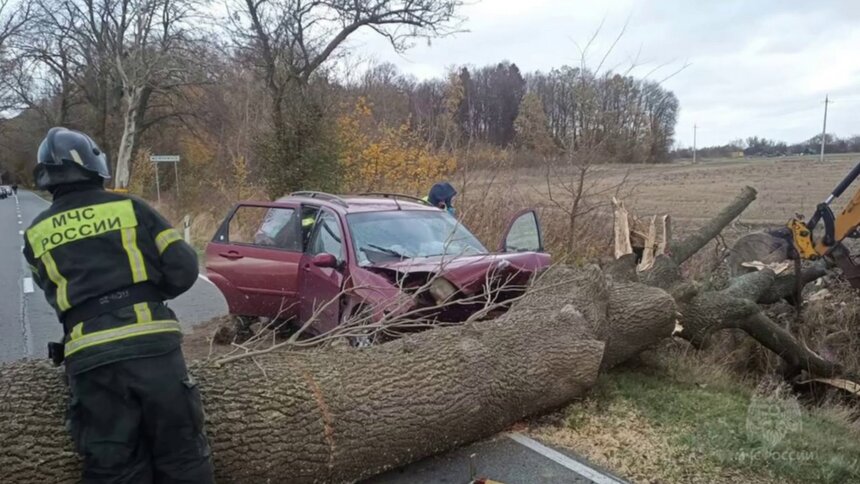 В Гурьевском районе легковушка врезалась в упавшее дерево, водитель погиб на месте (видео)  - Новости Калининграда | Фото: МЧС Калининградской области 