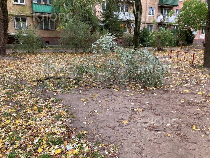 Оторванная кровля, разбросанные помойки и ветка во дворе: что натворил шторм в Калининграде (фото, видео)  - Новости Калининграда | Фото: очевидец 