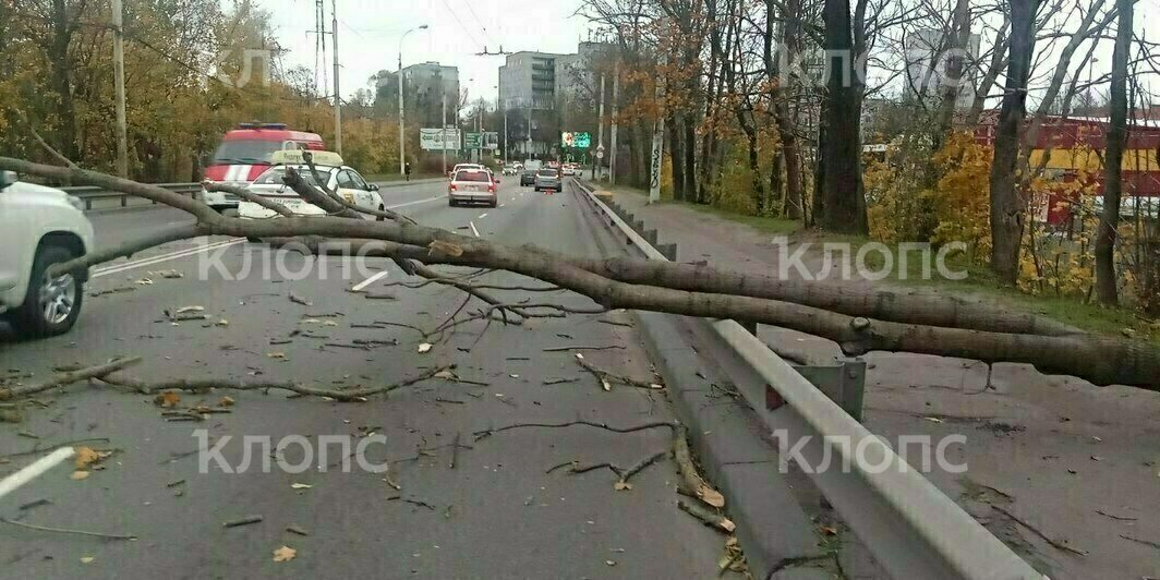 На машину упало дерево в районе перекрёстка Киевской и Инженерной  | Фото: Борис