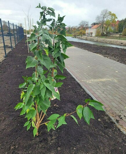 Променад замка Тапиау в Гвардейске украсили живой изгородью из сакур (фото) - Новости Калининграда | Фото:  телеграм-канал «Башни Востока»