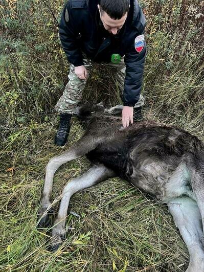 Под Калининградом поймали браконьера, застрелившего лося (фото) - Новости Калининграда | Фото: минприроды Калининградской области