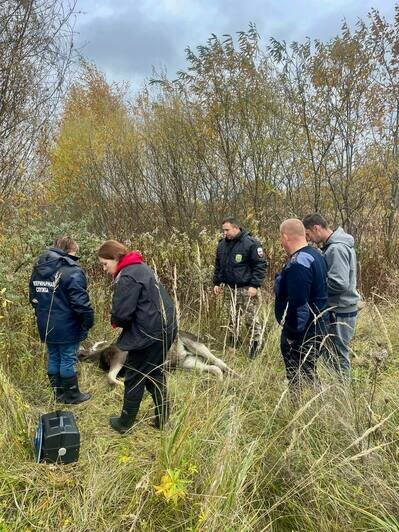 Под Калининградом поймали браконьера, застрелившего лося (фото) - Новости Калининграда | Фото: минприроды Калининградской области