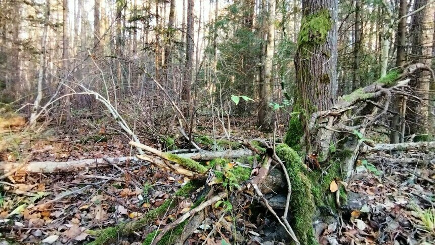 Сама не паниковала и успокаивала сына: бесстрашная пенсионерка из Гусева заблудилась в лесу и заночевала у костра - Новости Калининграда | Фото: Ольга Запивалова / «Клопс»