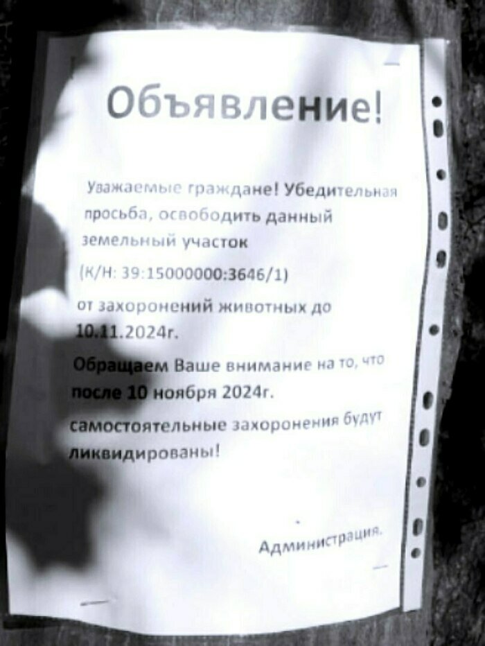 «Как-то не по-людски»: в Калининграде снесут стихийное кладбище домашних животных на Сельме   - Новости Калининграда | Фото: Ирина