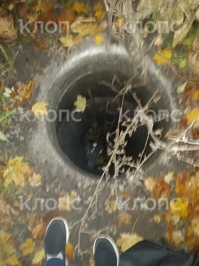 «До первой трагедии»: калининградка пожаловалась на открытый дренажный колодец в парке на Литовском валу (фото)  - Новости Калининграда | Фото: Юлия Вырышева
