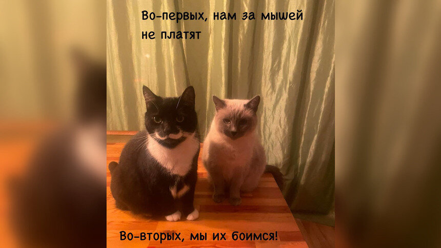 «Нам за мышей не платят!»: кандидат ветеринарных наук рассказал, почему домашние коты не желают охотиться на грызунов (фото)   - Новости Калининграда | Фото: Анастасия