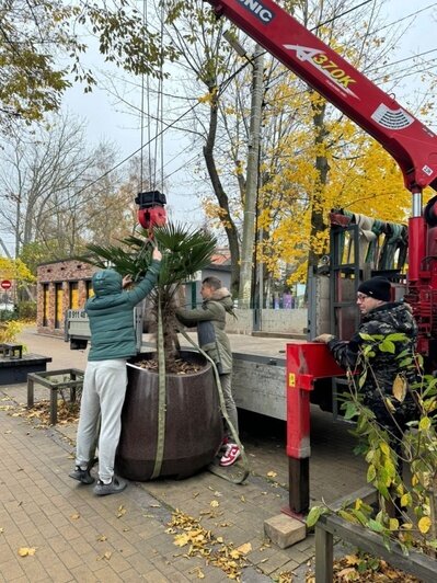 Погрузили на трейлер и увезли: Зеленоградск остался без пальм (фото) - Новости Калининграда | Фото: администрация Зеленоградского района