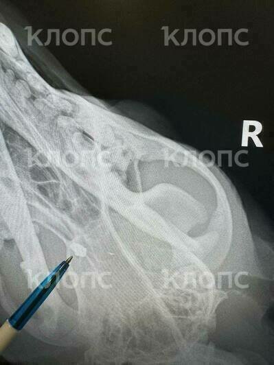 В теле и голове собаки дробь  | Фото: Лада Филипская 