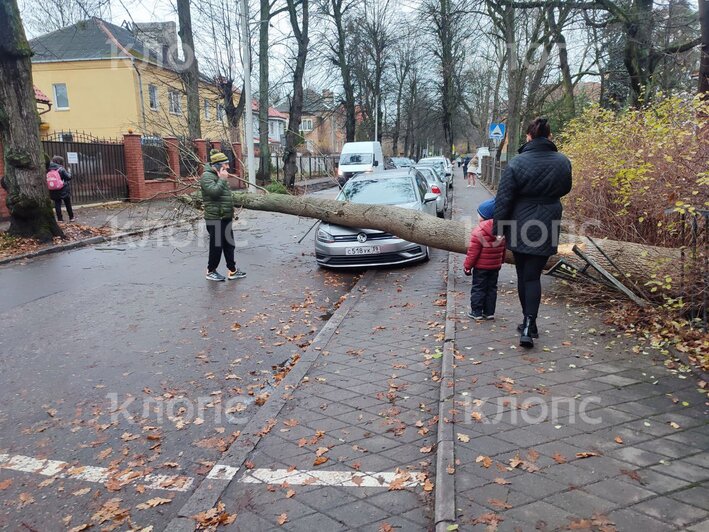 На Огарёва напротив детской поликлиники на машину упало дерево — очевидец (фото)  - Новости Калининграда | Фото: очевидец 