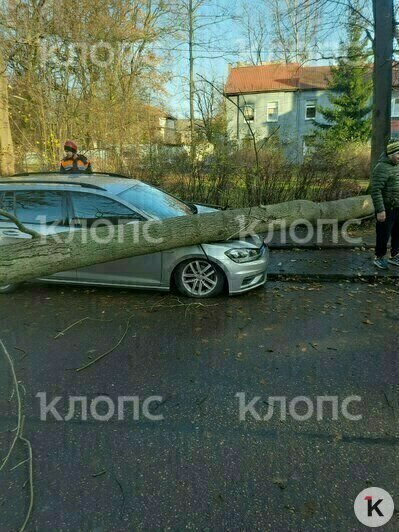 На машину у детской поликлиники упало дерево, пострадавших нет | Фото: очевидец