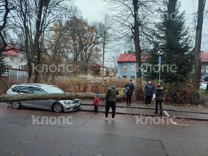 На Огарёва напротив детской поликлиники на машину упало дерево — очевидец (фото)  - Новости Калининграда | Фото: очевидец 