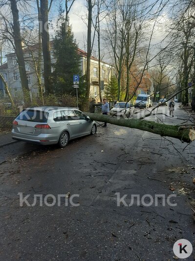 На машину у детской поликлиники упало дерево, пострадавших нет | Фото: очевидец