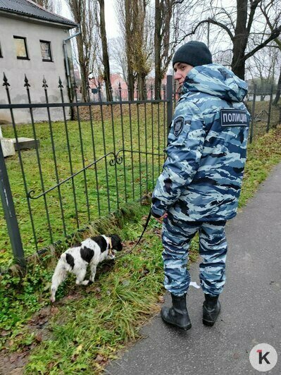 Сотрудники Центра кинологической службы на выезде со спаниелями | Фото: «Клопс»