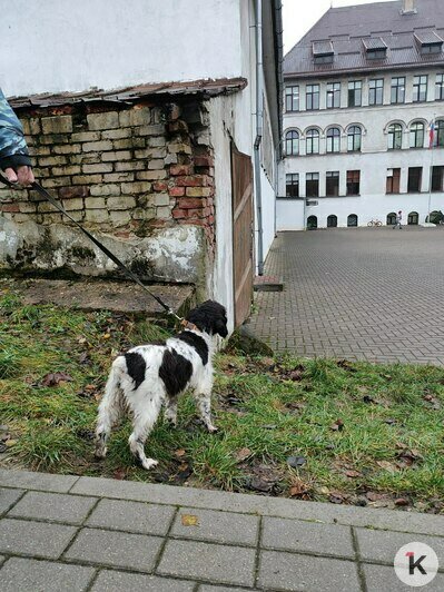 Сотрудники Центра кинологической службы на выезде со спаниелями | Фото: «Клопс»