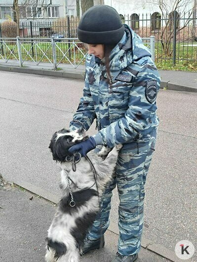 Сотрудники Центра кинологической службы на выезде со спаниелями | Фото: «Клопс»