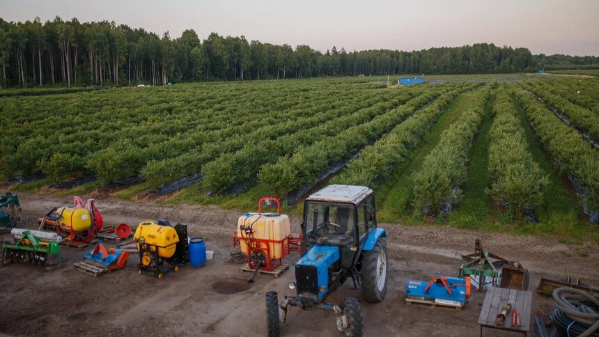 В Краснознаменске выставили на продажу крупный ягодный комплекс, специализирующийся на голубике - Новости Калининграда | Фото: Биржа инвестиционных объектов Калининградской области