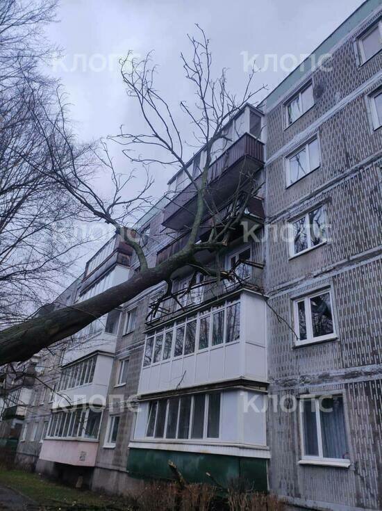 На Горького сильный ветер повалил дерево на пятиэтажку, повреждены несколько балконов (фото) - Новости Калининграда | Фото: очевидец