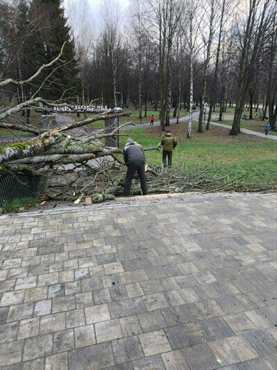 В Черняховске два дня устраняют последствия урагана: местный парк завалило деревьями и ветками (фото) - Новости Калининграда | Фото: телеграм-канал Сергея Булычева