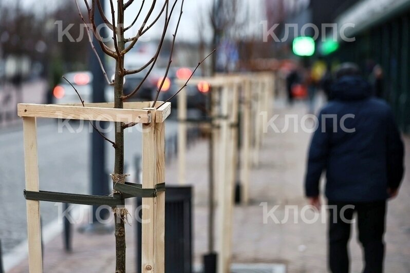 В Калининграде на Баранова высадили новые липы взамен погибших (фото) - Новости Калининграда | Фото: Александр Подгорчук / «Клопс»