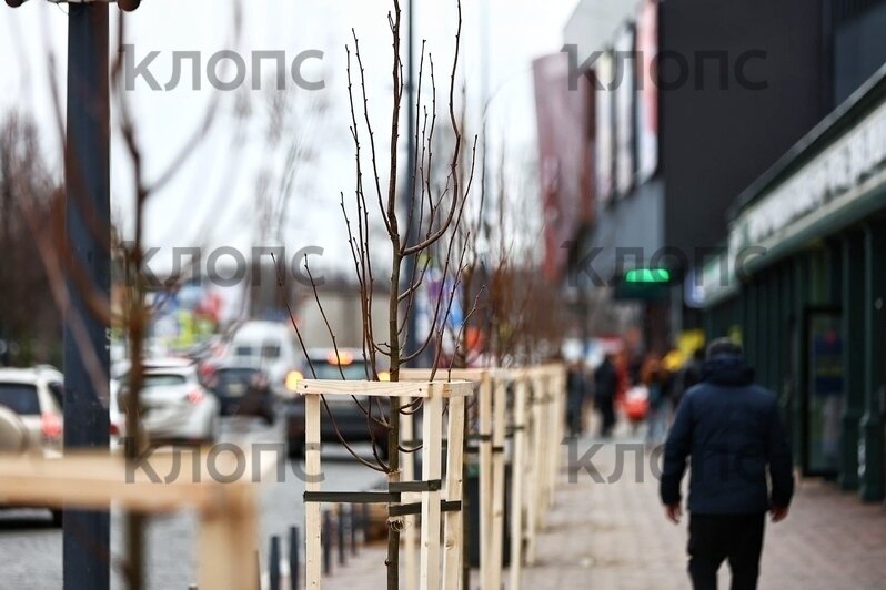 В Калининграде на Баранова высадили новые липы взамен погибших (фото) - Новости Калининграда | Фото: Александр Подгорчук / «Клопс»