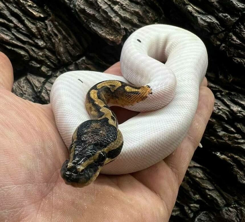 Королевский питон окраса Piebald. | Фото: Михаил